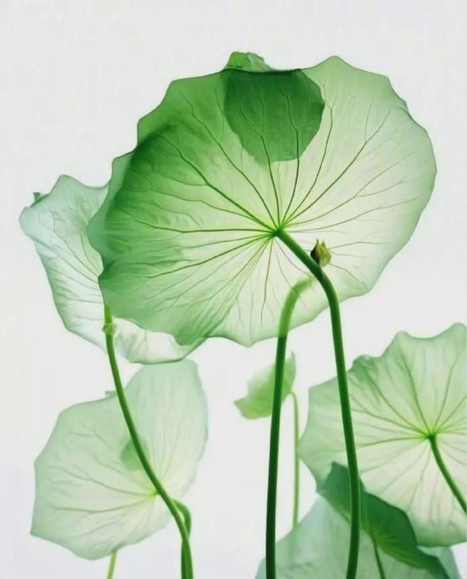 定西市农业以传统优势产业为核心的资源整合与品牌升级路径探索(图5)