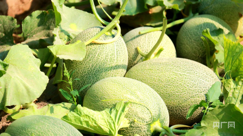 【武威:年经事纬布新图强②】产业结构之新三次产业全链跃升(图2)