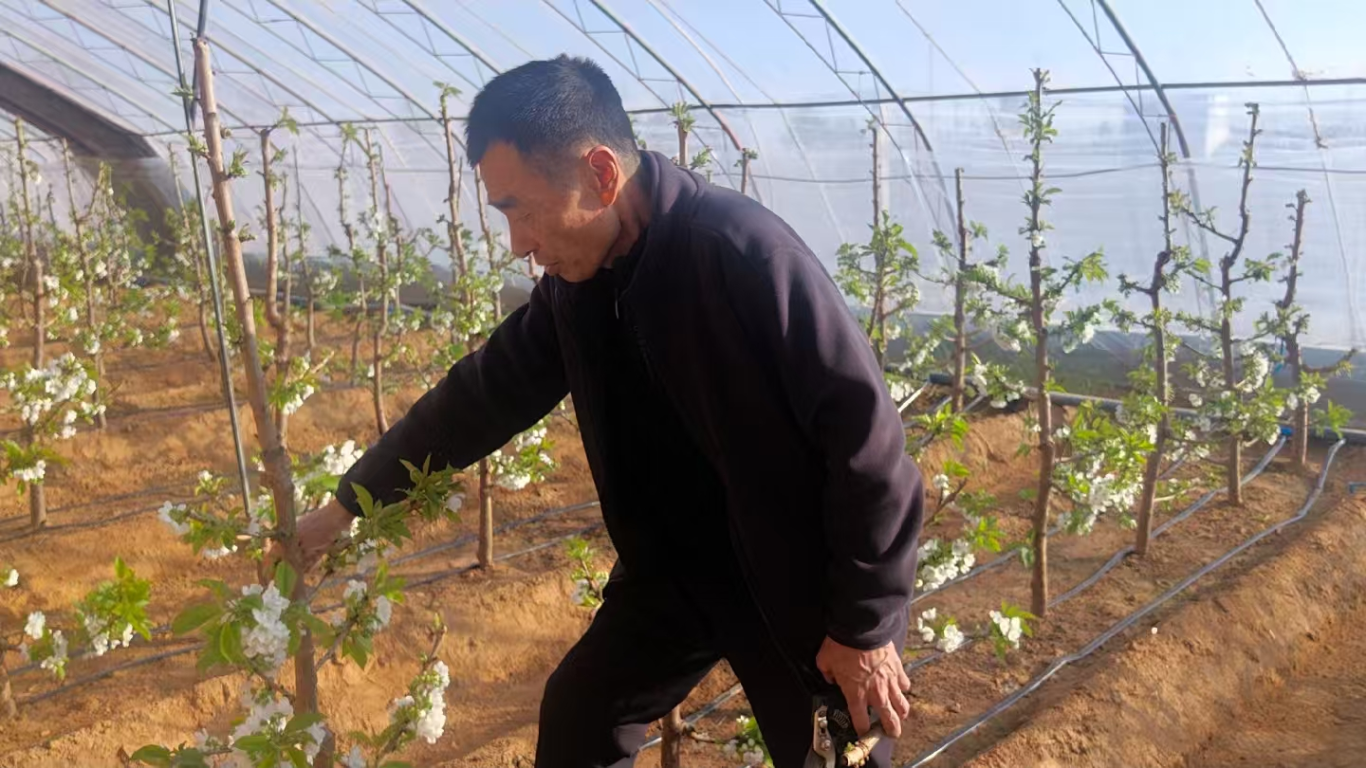 科技赋能黄土高原寒冬樱棚“花满枝”(图1)