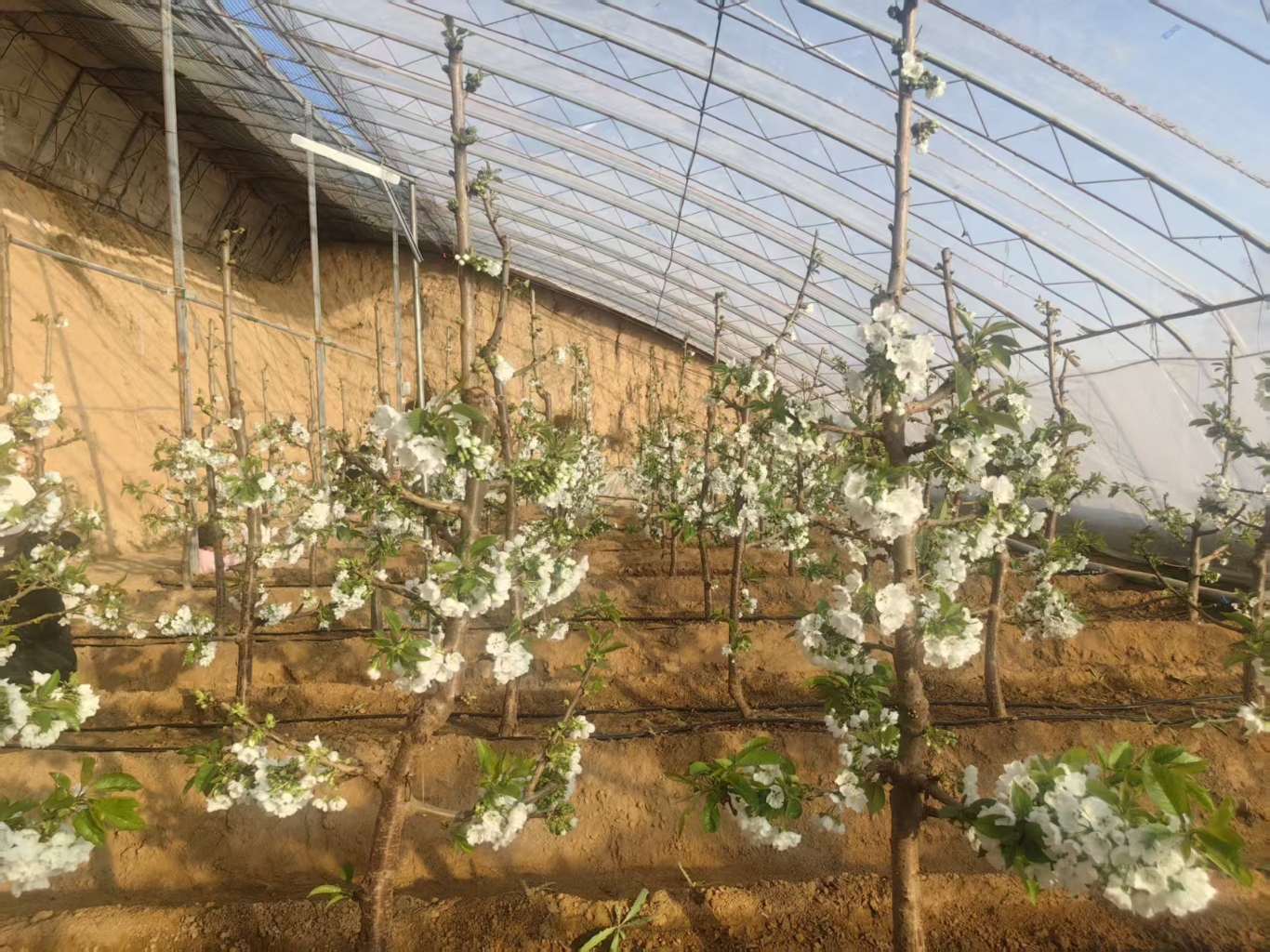 科技赋能黄土高原寒冬樱棚“花满枝”(图2)