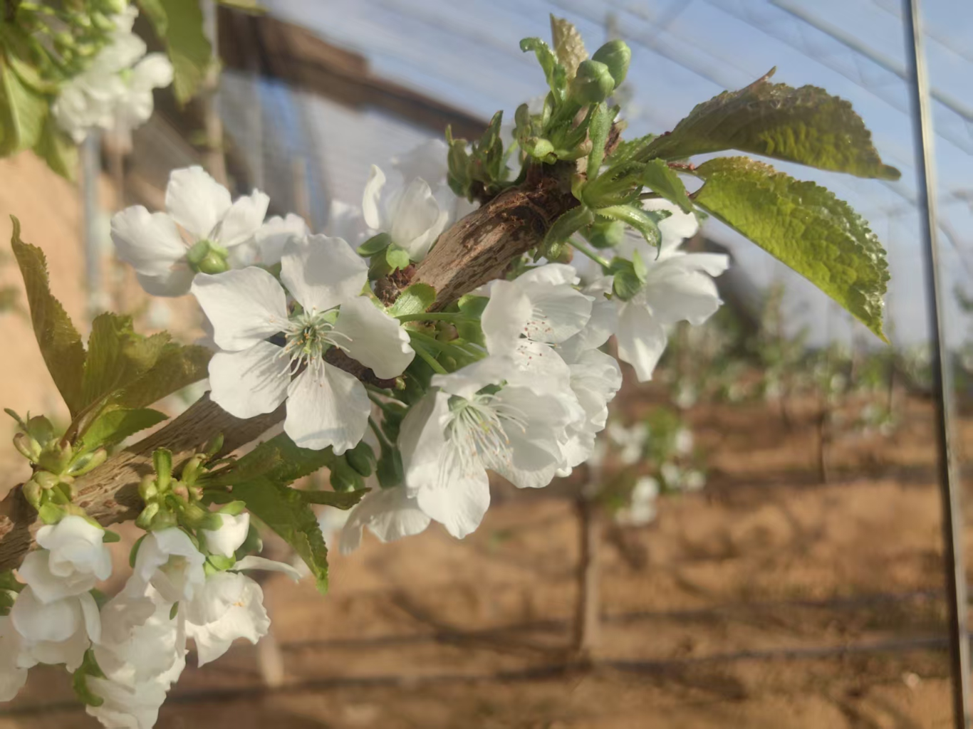 科技赋能黄土高原寒冬樱棚“花满枝”(图3)
