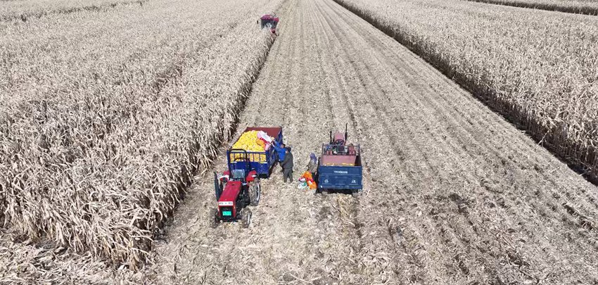 吉林:184万新型农业经营主体基本实现乡村全覆盖(图3)