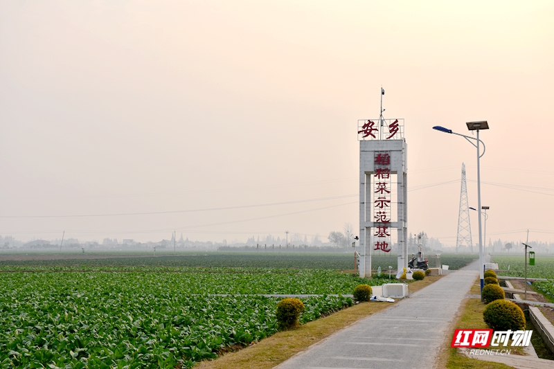 安乡稻稻菜农民富起来①丨从“小产业”到“大引擎”的赋能篇章(图1)