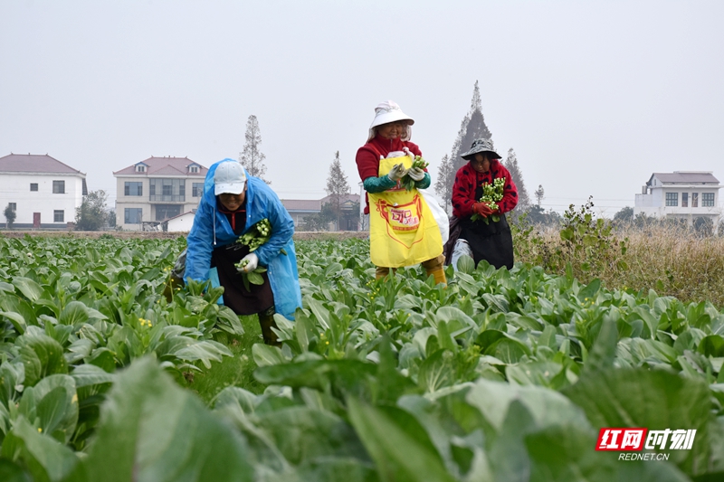 安乡稻稻菜农民富起来①丨从“小产业”到“大引擎”的赋能篇章(图2)