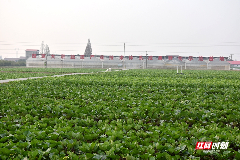 安乡稻稻菜农民富起来①丨从“小产业”到“大引擎”的赋能篇章(图3)