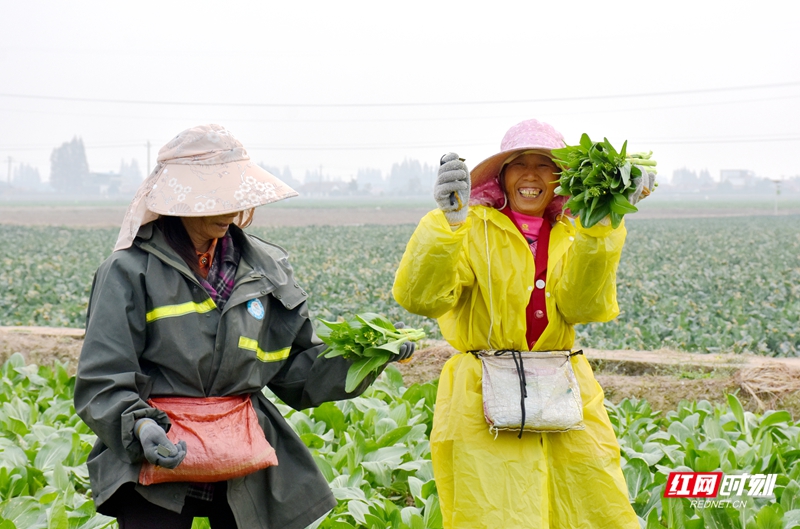 安乡稻稻菜农民富起来①丨从“小产业”到“大引擎”的赋能篇章(图4)