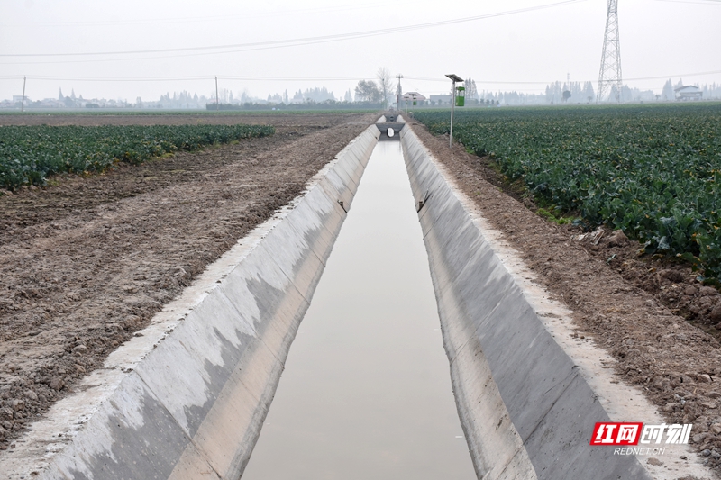 安乡稻稻菜农民富起来①丨从“小产业”到“大引擎”的赋能篇章(图5)