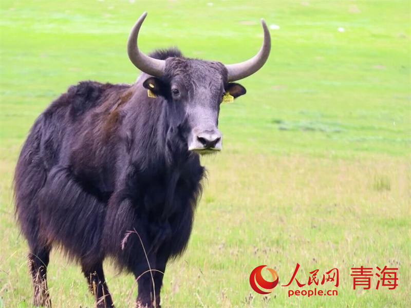 从草原到餐桌：“泽优牧品”的品牌发展之路(图3)