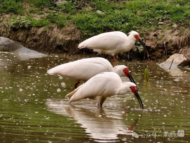朱鹮为媒有机富农(图2)
