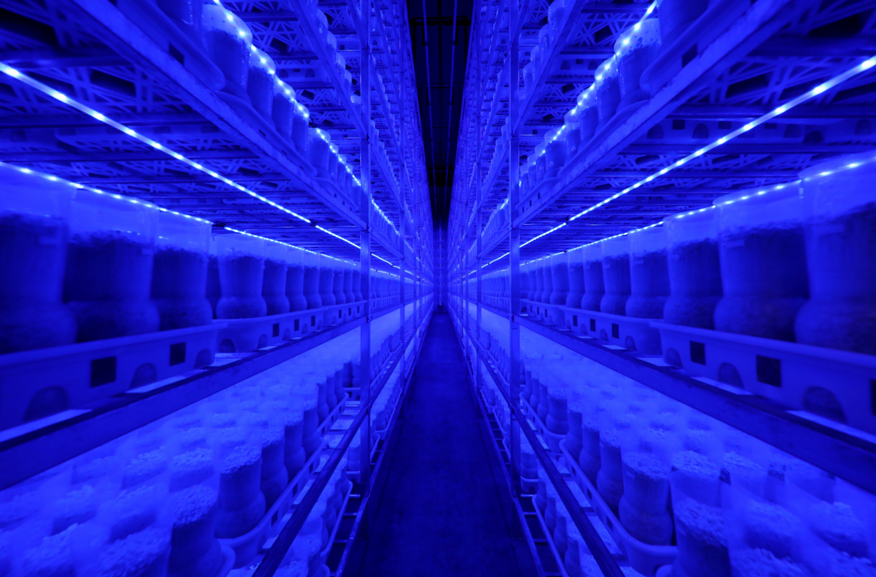 山东济宁：邹城菇香溢满区金乡“智”蒜富万家(图2)