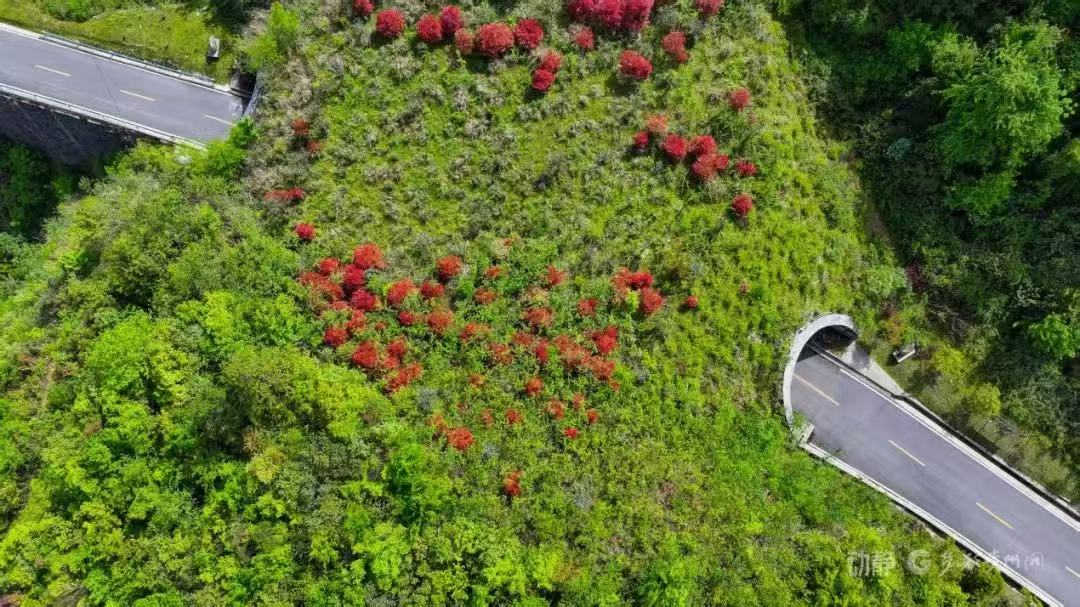 铜仁市深入推进武陵山区山水林田湖草沙一体化保护和修复工程(图3)