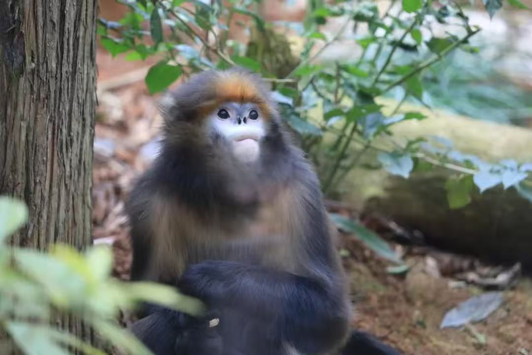 铜仁市深入推进武陵山区山水林田湖草沙一体化保护和修复工程(图5)