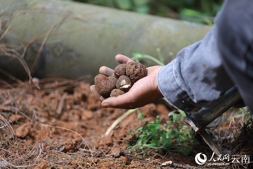 “两山理念”的南华答卷(图1)