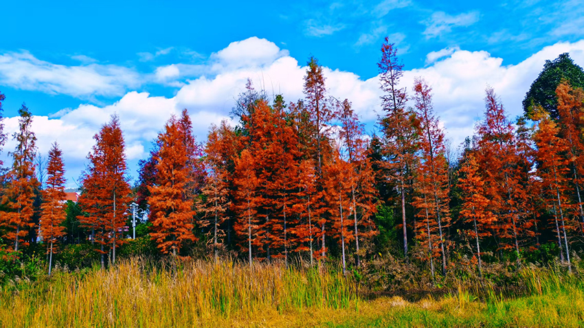 “两山理念”的南华答卷(图3)