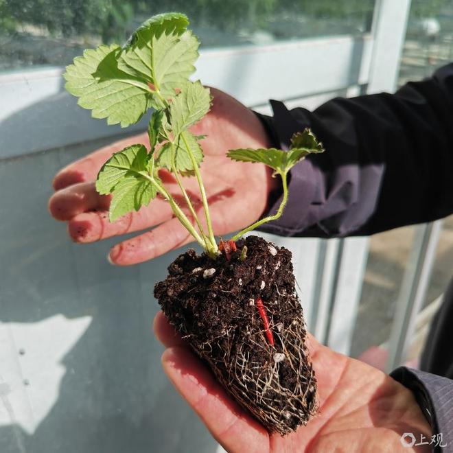 兰坪县：高原特色现代农业成“共富引擎”(图3)