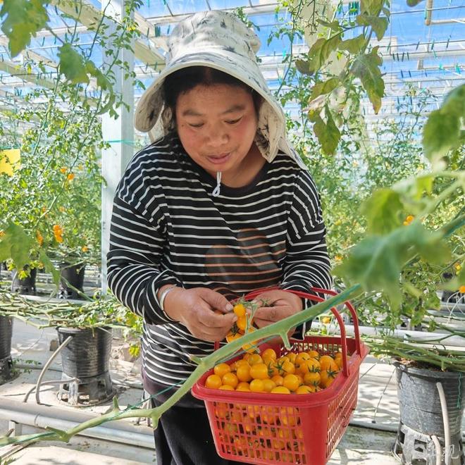 兰坪县：高原特色现代农业成“共富引擎”(图1)