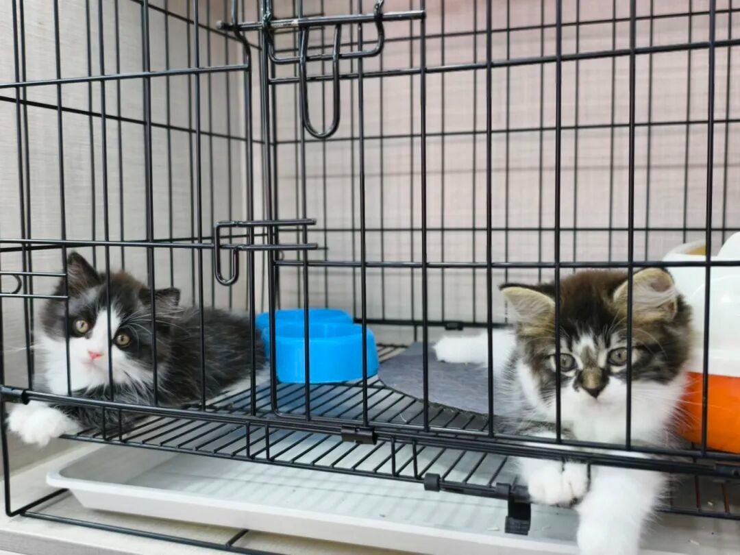 抢滩宠物经济新赛道宿州“宠”力十足(图4)