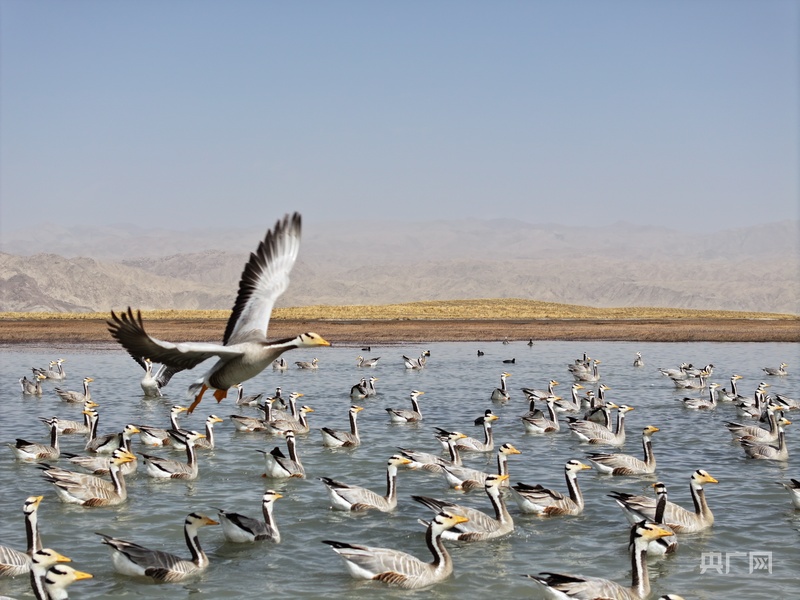 【“十四五”战略叠加下的酒泉奋进②】荒漠上的绿色奇迹(图2)