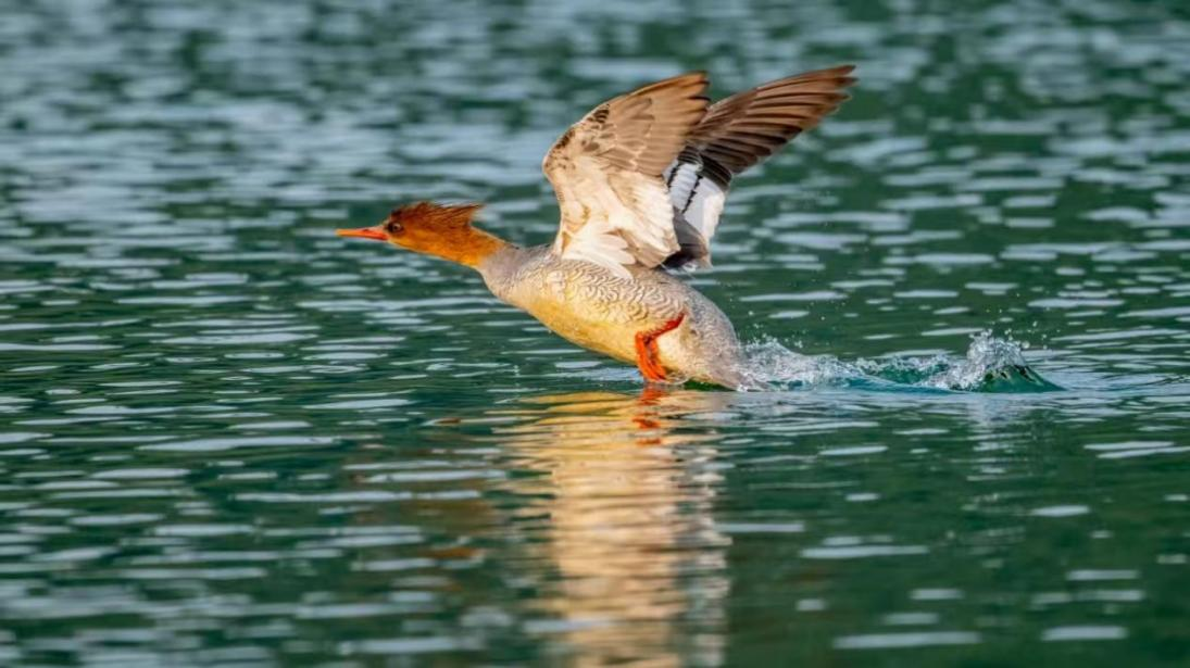 绝对零度｜中华秋沙鸭缘何连续13年打卡“西湖”(图3)