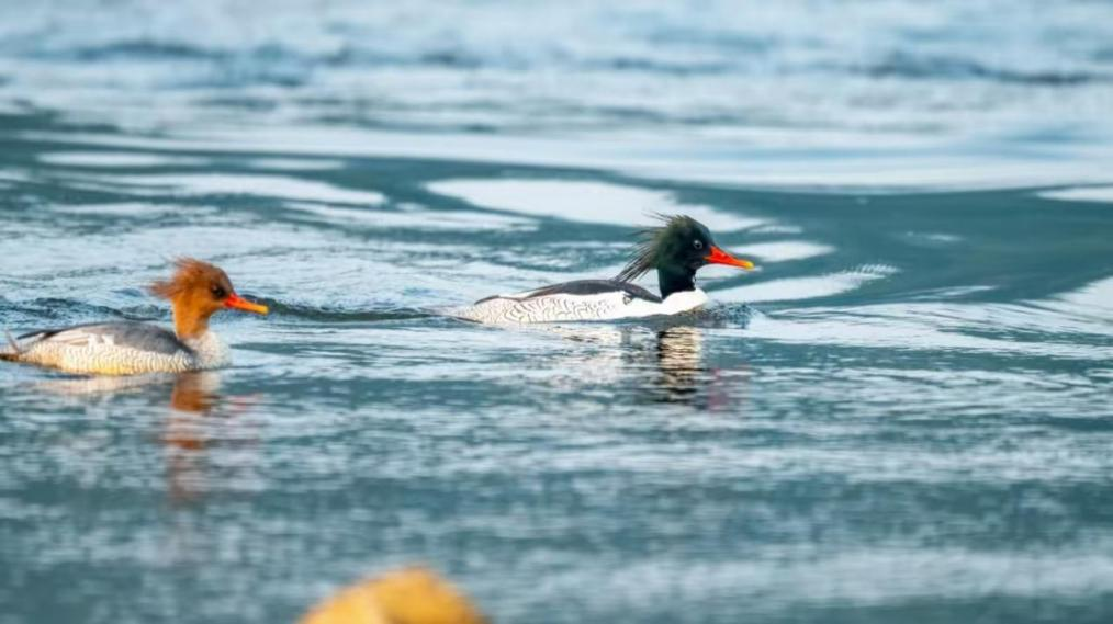 绝对零度｜中华秋沙鸭缘何连续13年打卡“西湖”(图1)