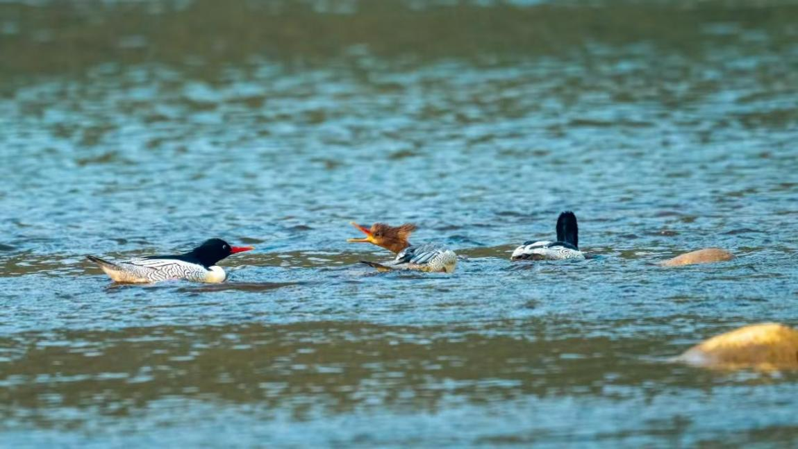 绝对零度｜中华秋沙鸭缘何连续13年打卡“西湖”(图4)