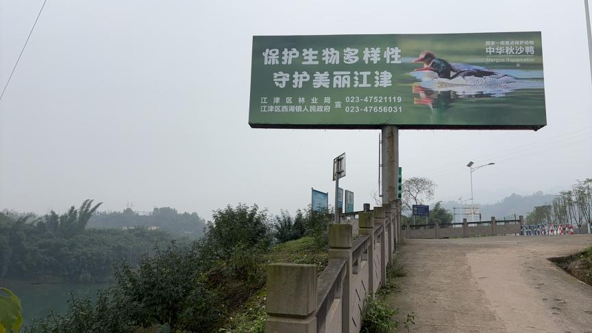 绝对零度｜中华秋沙鸭缘何连续13年打卡“西湖”(图8)