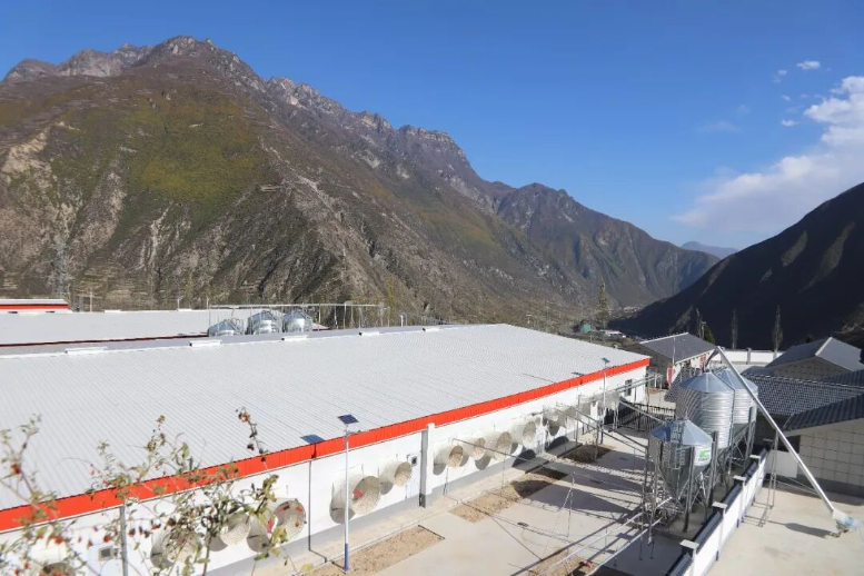 舟曲：让山地长出“金产业”(图1)