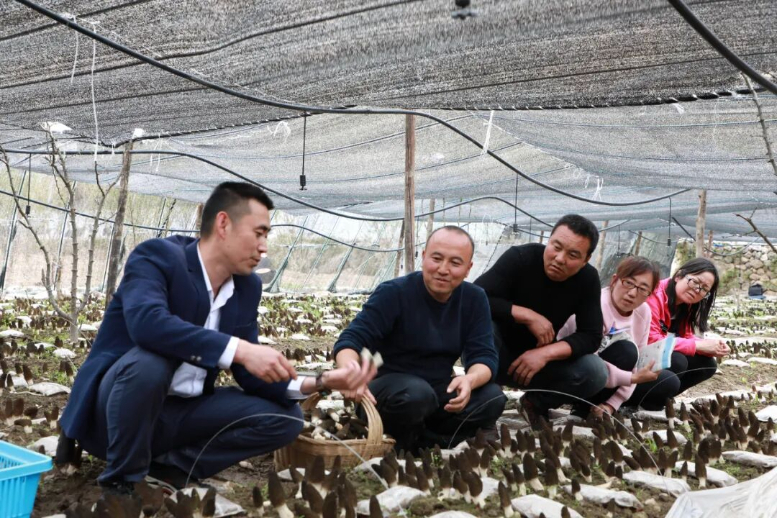 舟曲：让山地长出“金产业”(图3)