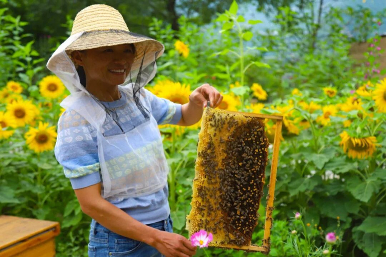 舟曲：让山地长出“金产业”(图4)