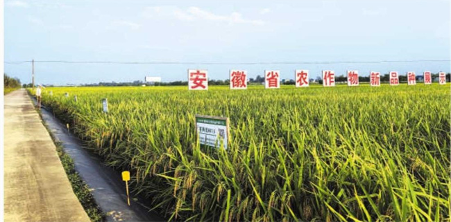 安徽日报皖种振兴显担当江淮沃野结硕果(图1)