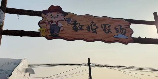 “教授农场”种出新鲜赤松茸(图1)