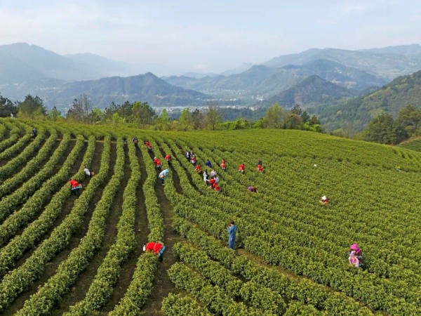 从山海相连到心手相牵聊彭协作让帮扶之约化作振兴实效(图1)