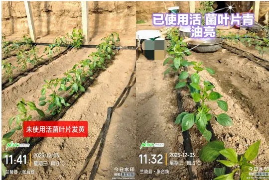 绿氮生物获有机投入品认证力助有机农业降本增产(图2)