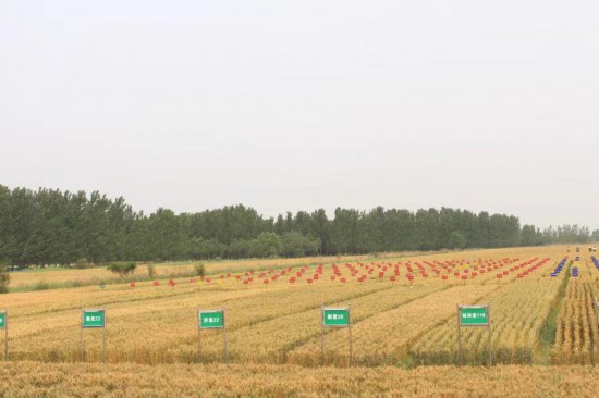 好粮有网上新季一粒小麦的“裂变”密码:解码中裕食品创新基因(图2)