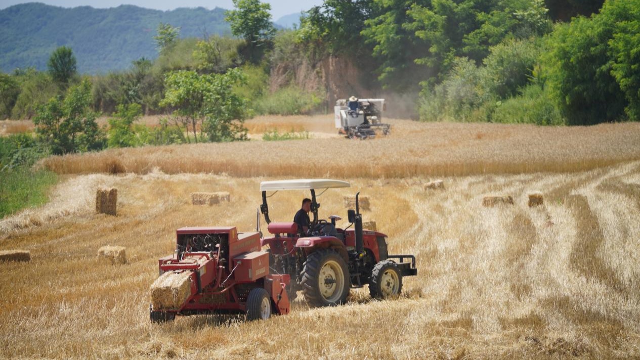 甘肃成县：乡村振兴画卷新(图1)