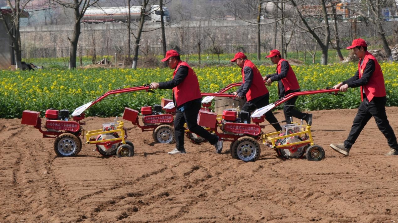 甘肃成县：乡村振兴画卷新(图3)