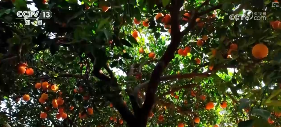 新需求、新供给“绿”意盎然多部门协同创新政策“组合拳”为绿色消费添动力(图19)