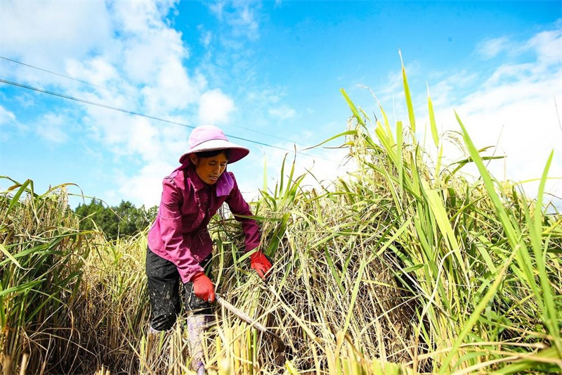 广元：“十四五”期间全市农村居民人均可支配收入增速多次跑赢全国、全省平均水平(图2)