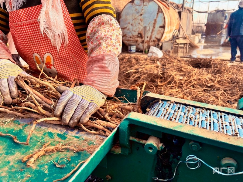 乡村振兴看内蒙古｜从“紧巴巴”到“沉甸甸”6715万元分红见证阿拉善左旗集体经济蝶变(图2)