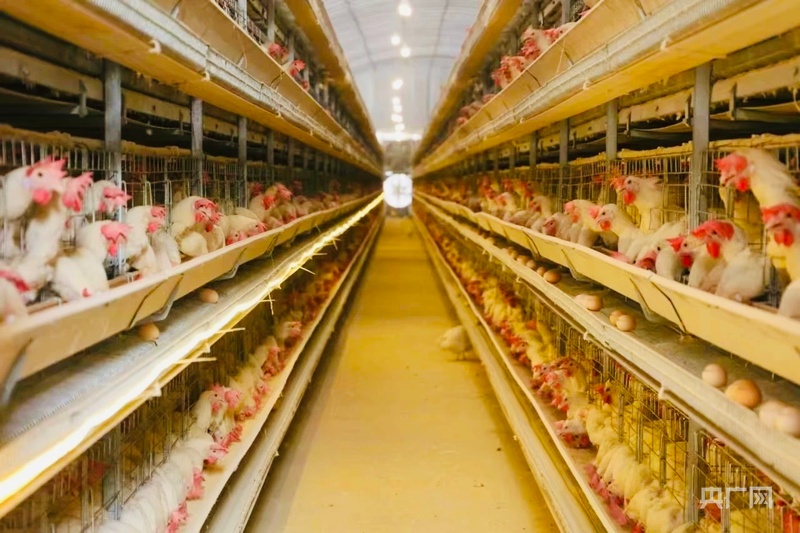 乡村振兴看内蒙古｜从“紧巴巴”到“沉甸甸”6715万元分红见证阿拉善左旗集体经济蝶变(图3)