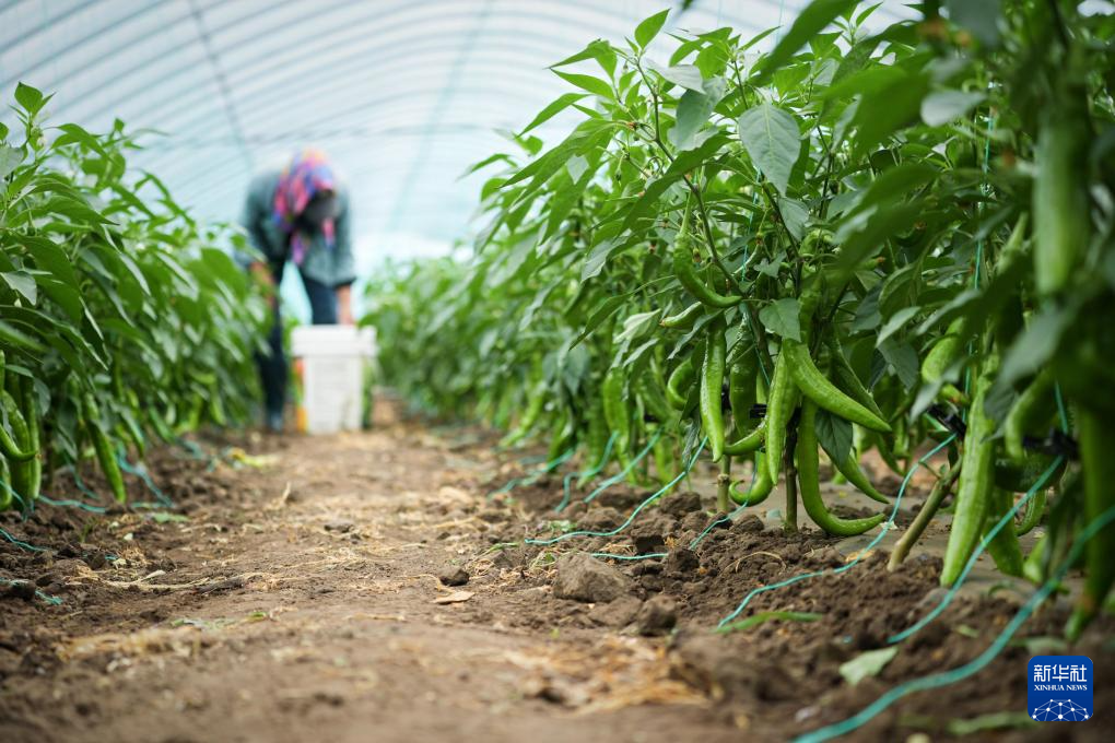 河北丰宁：蔬菜产业助力乡村振兴(图1)