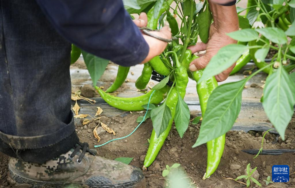 河北丰宁：蔬菜产业助力乡村振兴(图2)