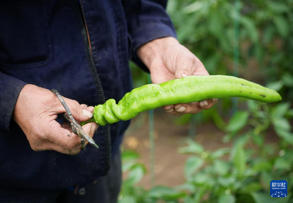 河北丰宁：蔬菜产业助力乡村振兴(图3)