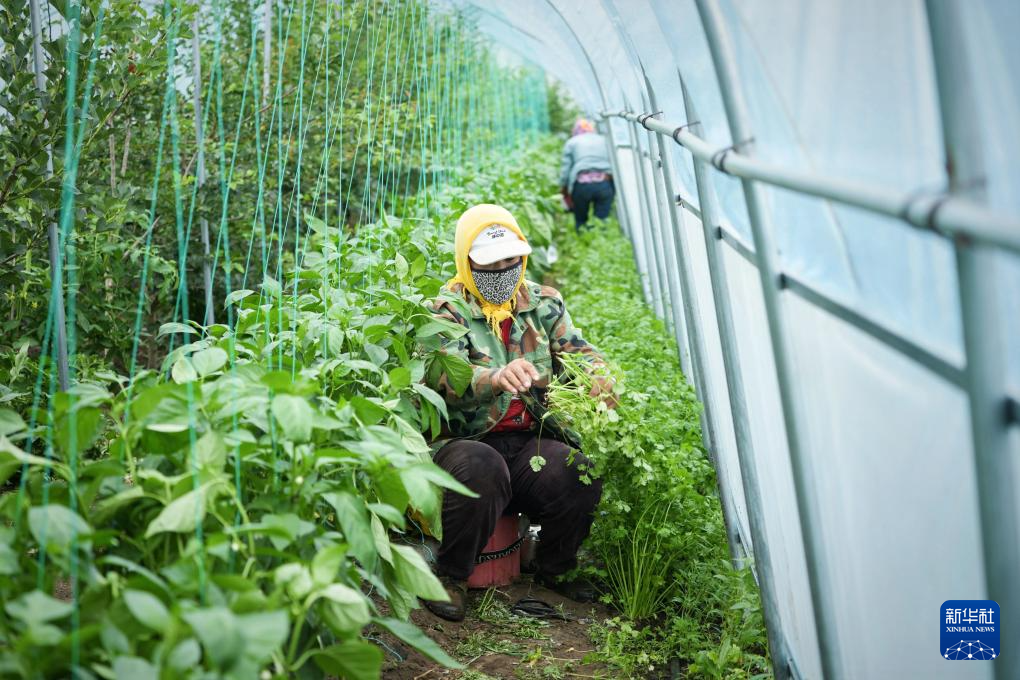 河北丰宁：蔬菜产业助力乡村振兴(图4)