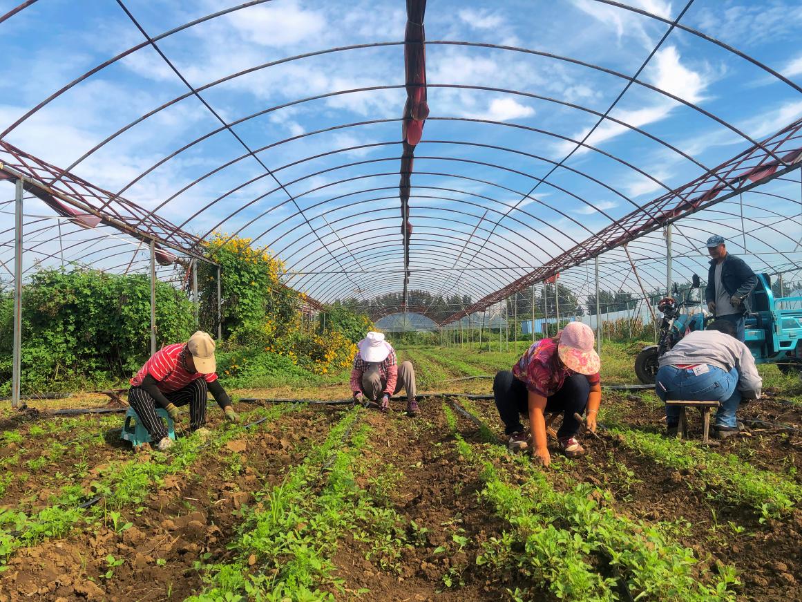 爱心蔬菜送进门！淄博丰力奇农场为“特殊青年”送上冬日温暖(图2)