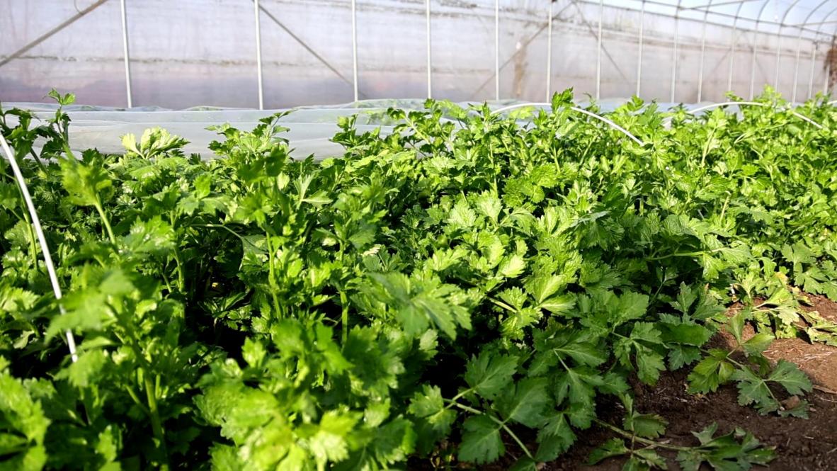 爱心蔬菜送进门！淄博丰力奇农场为“特殊青年”送上冬日温暖(图3)