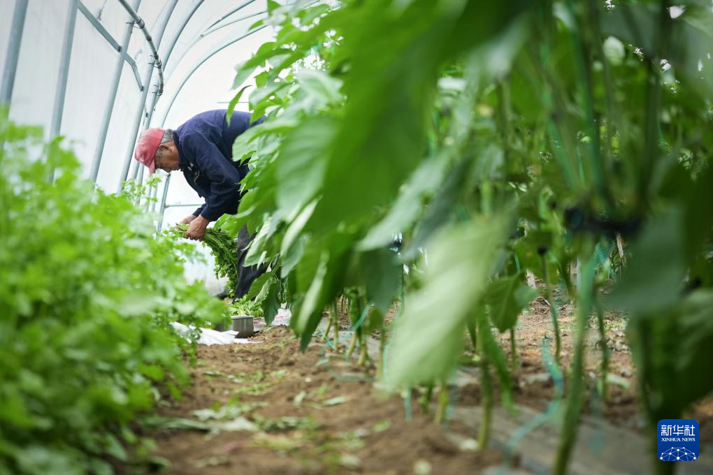 河北丰宁：蔬菜产业助力乡村振兴(图5)