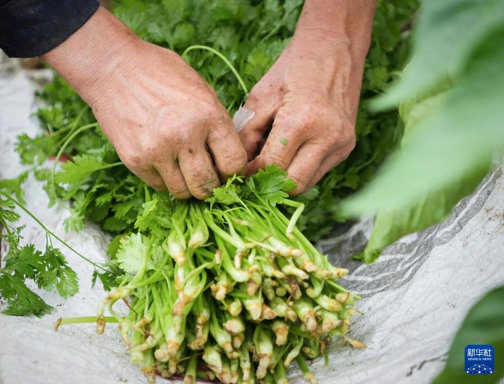 河北丰宁：蔬菜产业助力乡村振兴(图6)