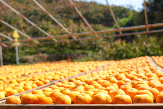 桂林平乐：党建赋能“黄金果”破题“出圈”(图1)