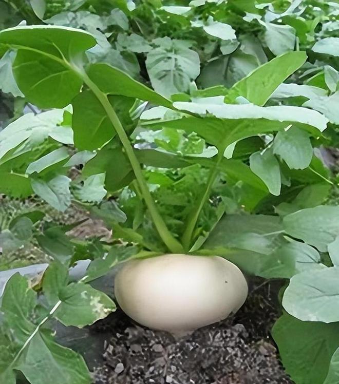 亩产高达7000斤！常被误认作萝卜曾经的救命粮如今成出口名蔬(图1)